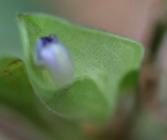Commelina suffruticosa