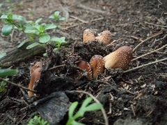 Coprinellus domesticus