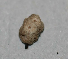 Commelina suffruticosa