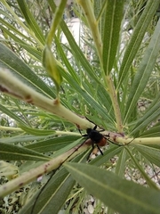 Tragidion coquus