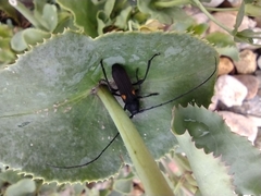 Tragidion coquus