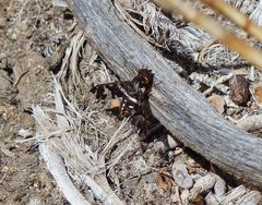 Exoprosopa caliptera