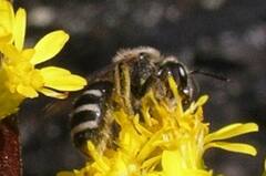 Lasioglossum coriaceum