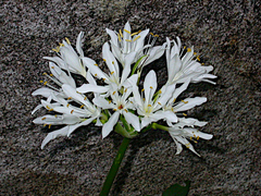 Proiphys amboinensis