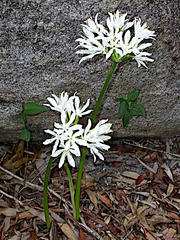 Proiphys amboinensis