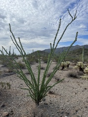 Fouquieria splendens
