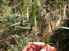 Notelaea linearis