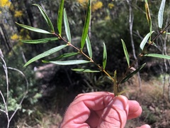 Notelaea linearis