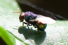 Perilampus auratus