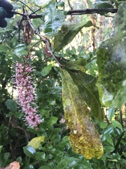 Macadamia integrifolia