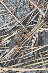 Sphex ichneumoneus