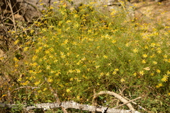 Adenophyllum anomalum