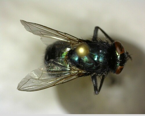 iNaturalist observation photo of Chrysomyinae