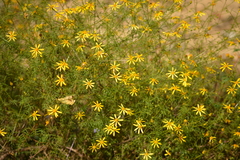 Adenophyllum anomalum