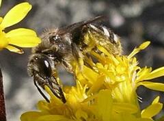 Lasioglossum coriaceum