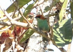 Stilpnia peruviana