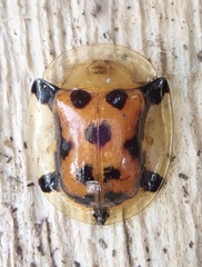 Aspidimorpha westwoodi