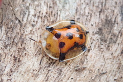 Aspidimorpha westwoodi