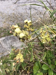 Calceolaria tripartita