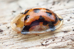 Aspidimorpha westwoodi