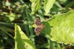 Piruna penaea