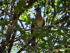 Coua cristata