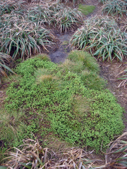 Crassula moschata