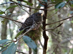 Cuculus rochii