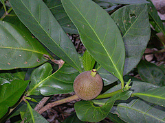 Atractocarpus sessilis