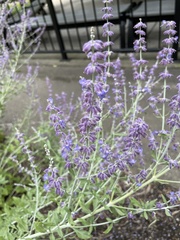 Salvia