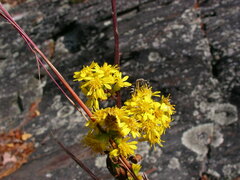 Lasioglossum coriaceum