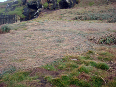 Poa chathamica