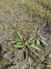Plantago eriopoda