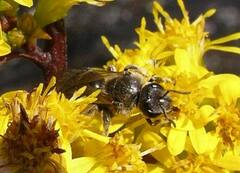 Lasioglossum coriaceum