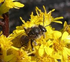 Lasioglossum coriaceum