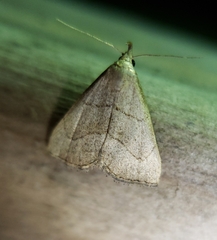 Macrochilo litophora