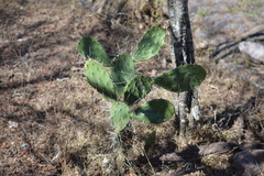 Opuntia feroacantha