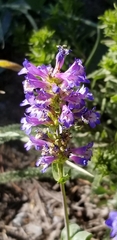 Penstemon euglaucus