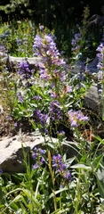Penstemon euglaucus