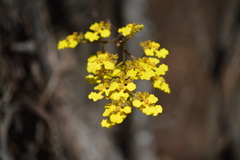 Trichocentrum leptotifolium
