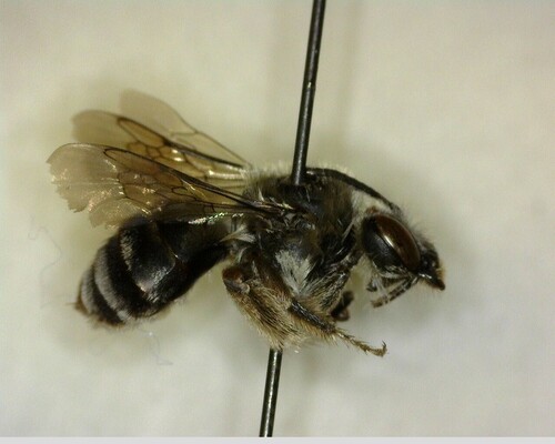 iNaturalist observation photo of Longhorn Bees