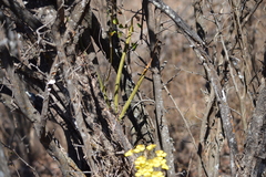 Trichocentrum leptotifolium