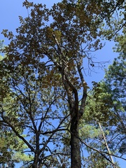 Quercus tarahumara