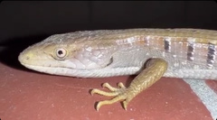 Elgaria multicarinata