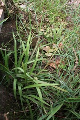 Murdannia spectabilis