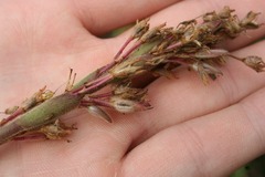 Murdannia spectabilis