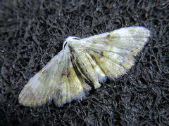 Araeopteron amoena