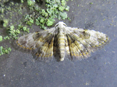 Araeopteron amoena