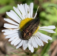 Acmaeodera resplendens