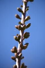 Agave ornithobroma